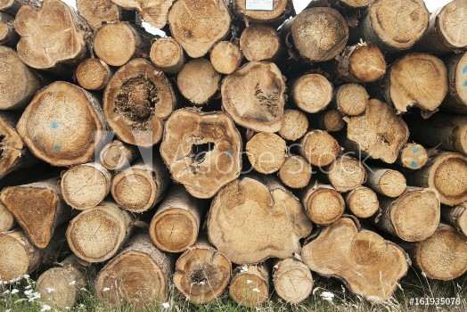 Picture of Timber logs